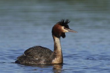 Danimarka 'daki doğal habitatında büyük ibikli yunus balığı
