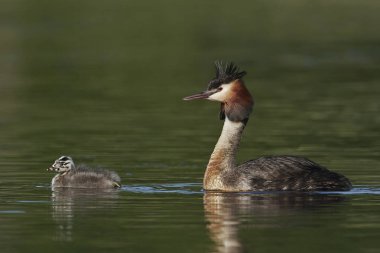 Danimarka 'daki doğal habitatında büyük ibikli yunus balığı