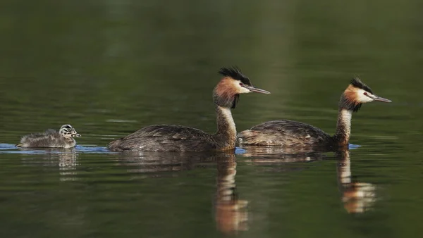 Great Crested Grebe Its Natural Habitat Denmark — Stock Photo, Image