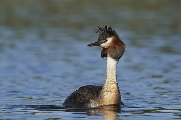 Gran Grebe Cresta Hábitat Natural Dinamarca — Foto de Stock