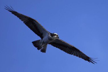 Binturongun doğal yaşam ortamı içinde uçuş sorguç