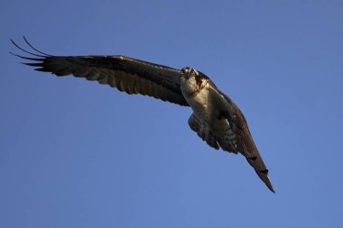 Binturongun doğal yaşam ortamı içinde uçuş sorguç