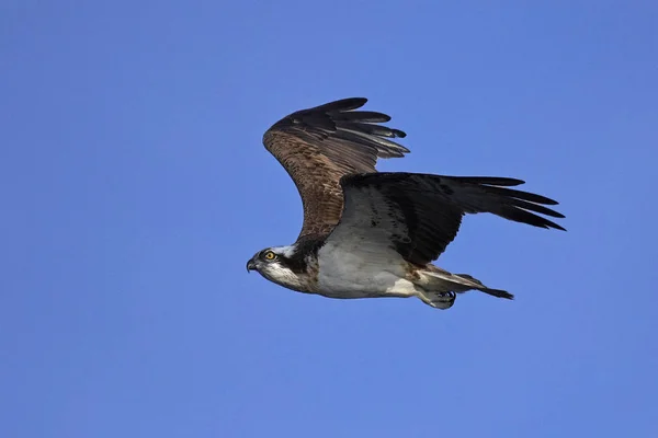 Osprey Volo Nel Suo Habitat Naturale — Foto Stock