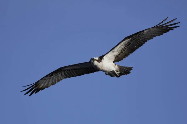 Osprey Voo Seu Habitat Natural — Fotografia de Stock