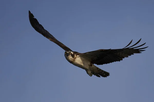 在自然栖息地飞行的鱼鹰 — 图库照片