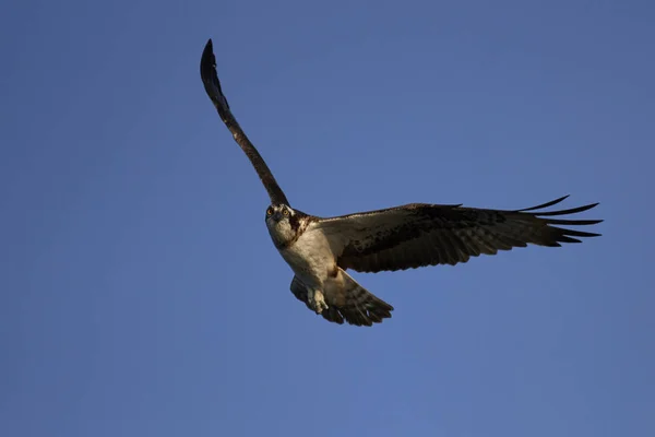 stock image Osprey in flight in its natural habitat