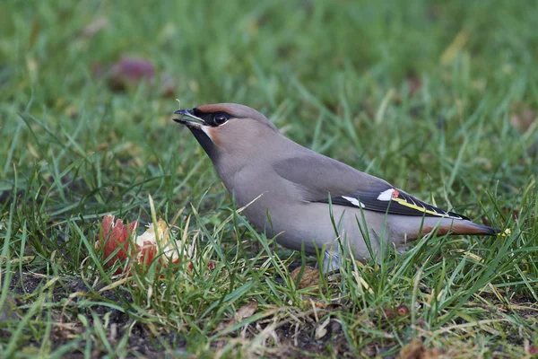 Bohemian Waxwing Its Natural Habitat Denmark — Stock Photo, Image