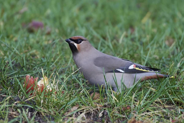 Boheemse Pestvogels Zijn Natuurlijke Habitat Denemarken — Stockfoto