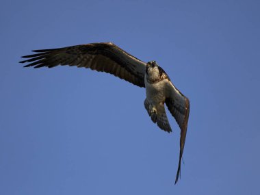 Binturongun doğal yaşam ortamı içinde uçuş sorguç