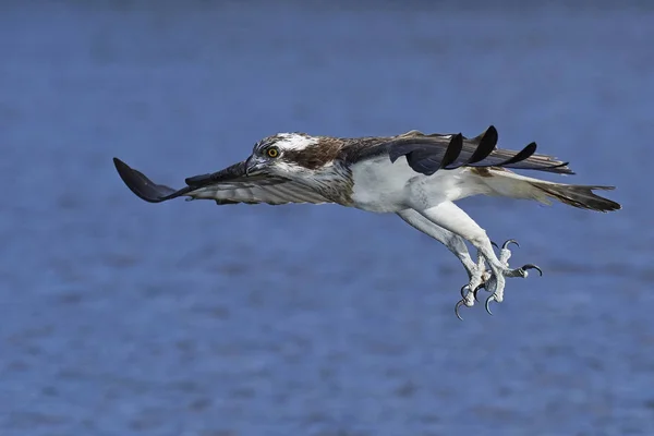 Osprey Vuelo Hábitat Natural —  Fotos de Stock