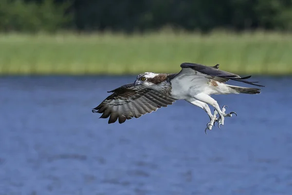 Osprey Volo Nel Suo Habitat Naturale — Foto Stock