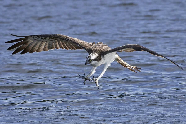 Osprey Vuelo Hábitat Natural —  Fotos de Stock