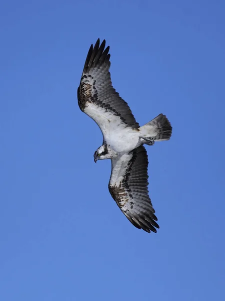 Osprey Voo Seu Habitat Natural — Fotografia de Stock