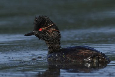 Danimarka 'daki doğal ortamında siyah boyunlu yunus balığı