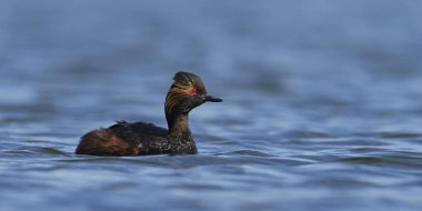 Danimarka 'daki doğal ortamında siyah boyunlu yunus balığı