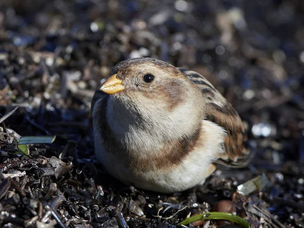 Sneeuw Bunting Zijn Natuurlijke Habitat Denemarken — Stockfoto