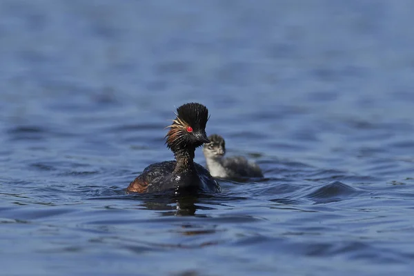 Grebe Cuello Negro Hábitat Natural Dinamarca —  Fotos de Stock