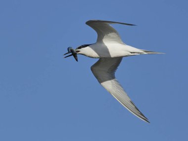 Sandviç kabuğu Danimarka 'daki doğal ortamında.