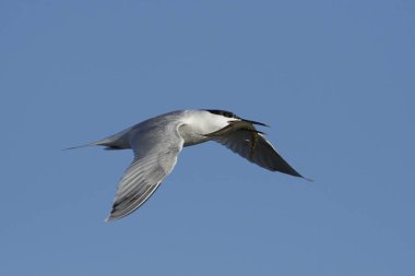 Sandviç kabuğu Danimarka 'daki doğal ortamında.