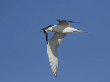 Sandviç kabuğu Danimarka 'daki doğal ortamında.