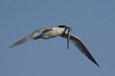 Sandviç kabuğu Danimarka 'daki doğal ortamında.
