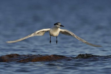 Sandviç kabuğu Danimarka 'daki doğal ortamında.
