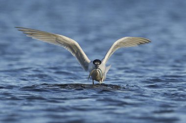 Sandviç kabuğu Danimarka 'daki doğal ortamında.