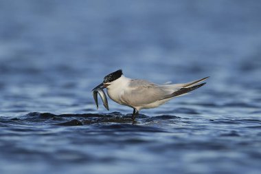Sandviç kabuğu Danimarka 'daki doğal ortamında.
