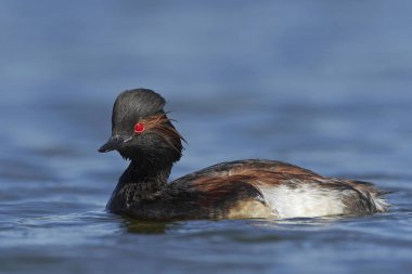 Danimarka 'daki doğal ortamında siyah boyunlu yunus balığı