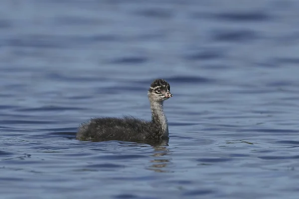 Grebe Černým Krkem Svém Přirozeném Prostředí Dánsku — Stock fotografie