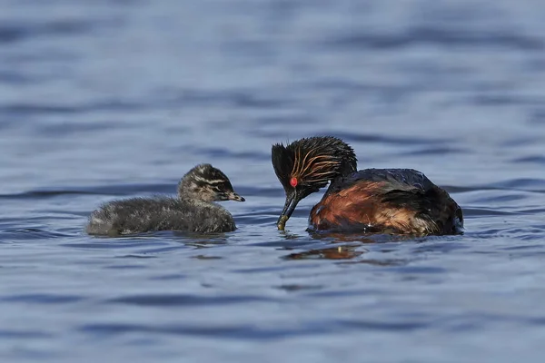 Grebe Černým Krkem Svém Přirozeném Prostředí Dánsku — Stock fotografie