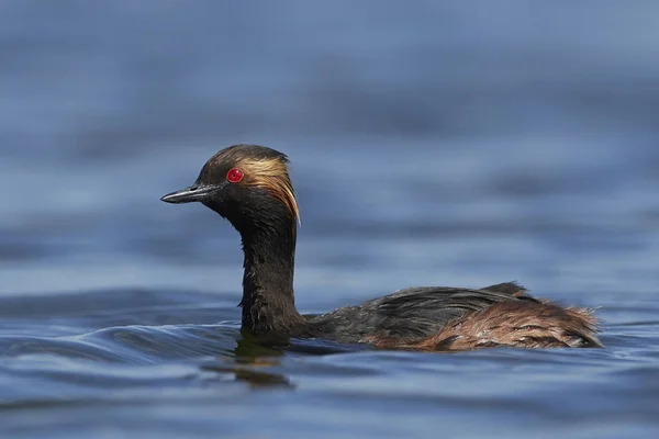 Zwarthalsfuut Zijn Natuurlijke Habitat Denemarken — Stockfoto