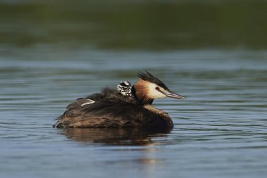 Danimarka 'daki doğal habitatında büyük ibikli yunus balığı