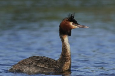 Danimarka 'daki doğal habitatında büyük ibikli yunus balığı