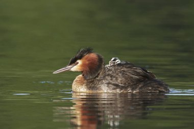 Danimarka 'daki doğal habitatında büyük ibikli yunus balığı