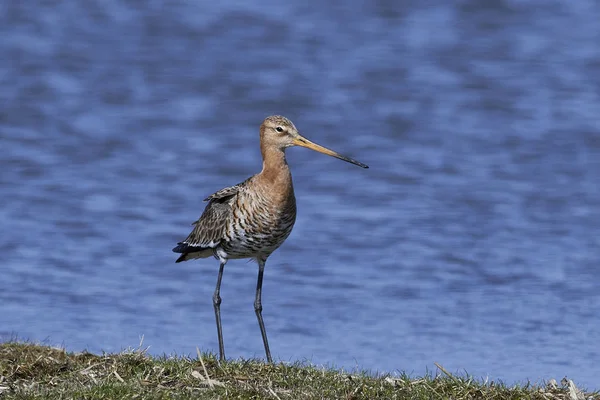 Godwit Cauda Preta Seu Habitat Natural Dinamarca — Fotografia de Stock