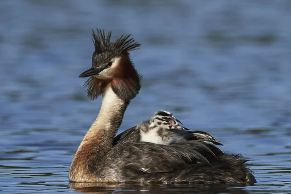 Grebe Czubaty Swoim Naturalnym Środowisku Danii — Zdjęcie stockowe