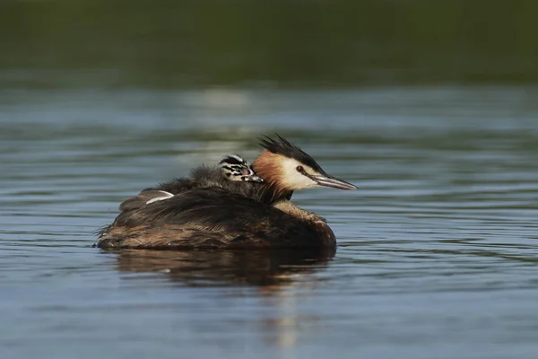 Gran Grebe Cresta Hábitat Natural Dinamarca —  Fotos de Stock