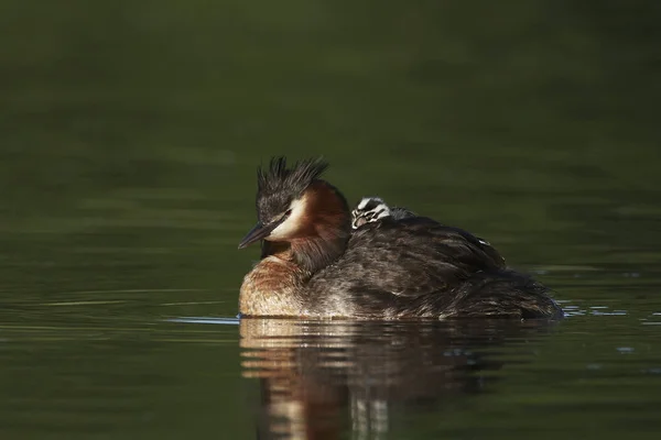 Gran Grebe Cresta Hábitat Natural Dinamarca — Foto de Stock