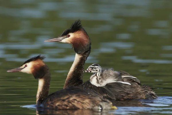 Great Crested Grebe Its Natural Habitat Denmark — Stock Photo, Image