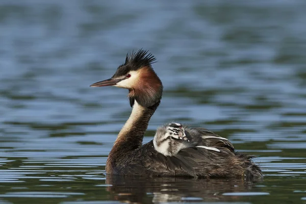 Great Crested Grebe Its Natural Habitat Denmark — Stock Photo, Image