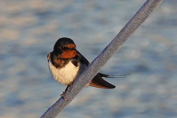 Barn Swallow Resting Its Habitat — Stock Photo, Image
