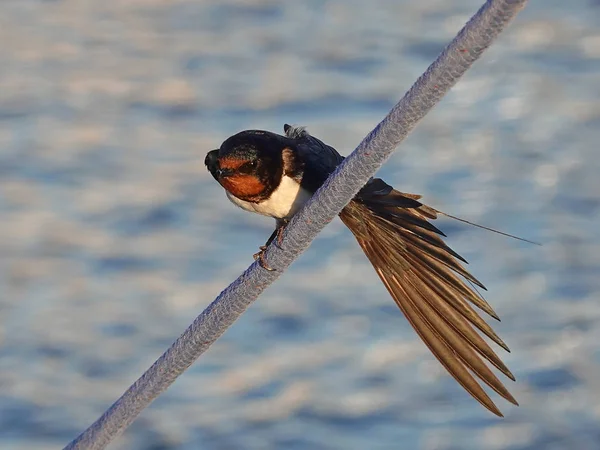 谷仓燕子休息和伸展它的翅膀 — 图库照片