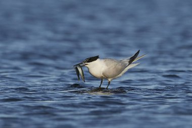 Sandviç kabuğu Danimarka 'daki doğal ortamında.