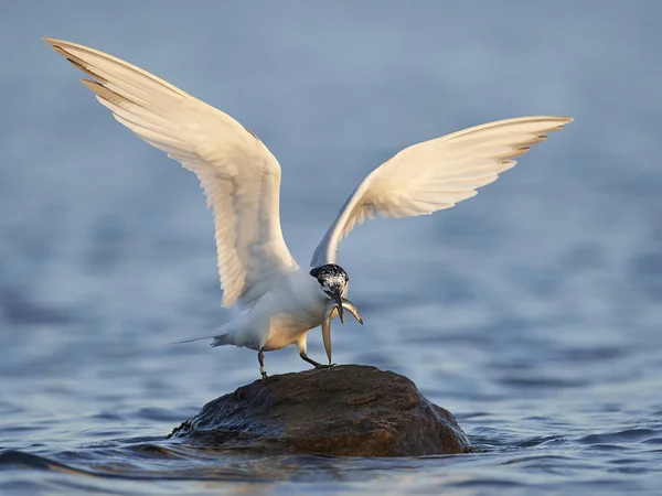 Tern Sanduíche Seu Habitat Natural Dinamarca — Fotografia de Stock