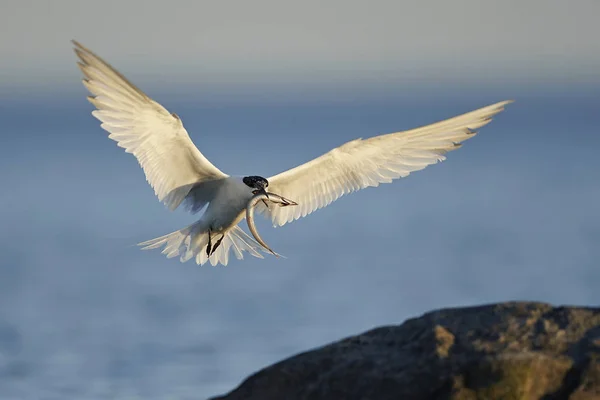 Tern Sanduíche Seu Habitat Natural Dinamarca — Fotografia de Stock