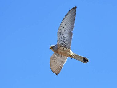 Pençeleri gıda ile uçuş ile küçük kerkenez