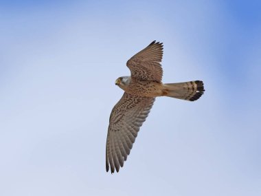 Arka plan mavi gökyüzü ile uçuş Küçük kerkenez