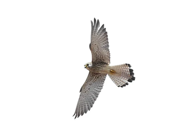 Lesser Kestrel Flight Isolated White Background — Stock Photo, Image