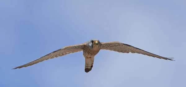 Cernícalo Menor Vuelo Con Cielos Azules Fondo — Foto de Stock